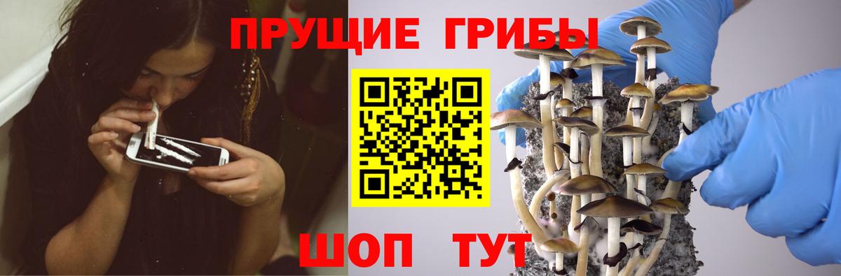Псилоцибиновые грибы Cubensis Кузнецк